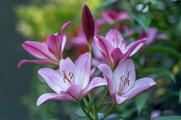 Obraz premium Pink lilies 