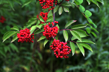 Red elderberry, Sambucus racemosa