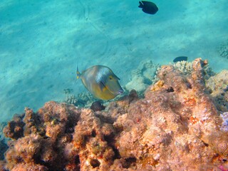 Tropical reef and ocean with damsel and unicornfish. Marine ecosystem with fish and corals. Underwater photography from scuba diving on shallow coral reef.  © blue-sea.cz