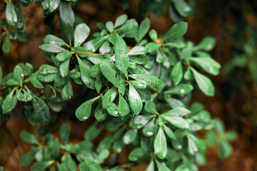 Lush greenery rainforest bush covered in glistening water droplets during a tropical shower