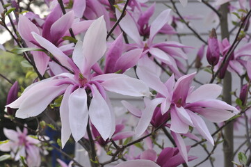 MAGNOLIA KWITNĄCA © Tomasz