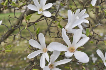 MAGNOLIA