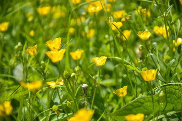 Obraz premium Small yellow flowers on background of green lawn. Warm, soft lighting gently envelops landscaped with rich, airy glow. Mesmerizing abstract textural landscape. Copy space.