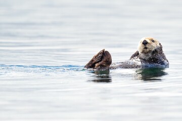 Playful otter floating on its back in the calm waters of Kenai-Fjords National Park, Alaska