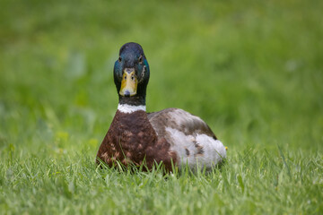 a close up of a male mallard duck, Anas platyrhynchos. He is sitting on the grass which surrounds the subject. Looking directly at the camera