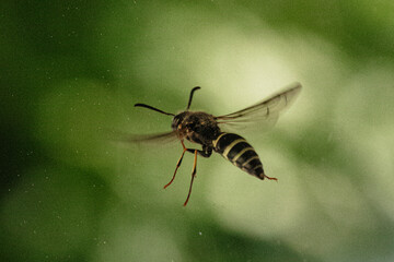 Bee close-up wasp