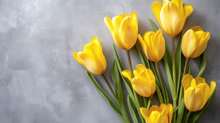 Fototapeta premium Fresh yellow tulips on gray background with room for text