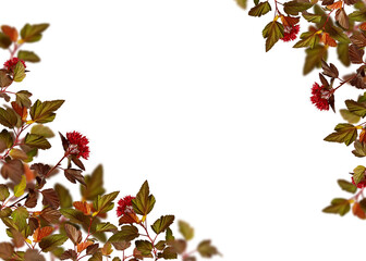 Summer or fall corner arrangement.Branches of Physocarpus opulifolius (Red Baron) shrub as a frame isolated on white background. Perfect for creating cards, invitations, collages, botanical frames.