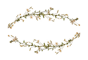 Delicate floral arrangement of dried wildflowers isolated on white. Design element for wedding cards, invitations, frames and floral arrangement. Pressed floristry, oshibana.