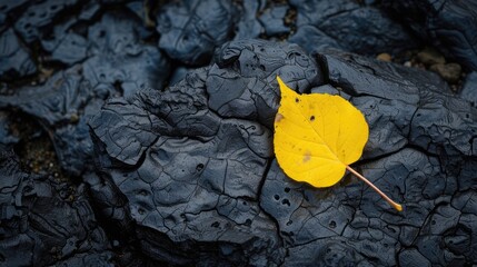 Yellow leaf on dark volcanic rock
