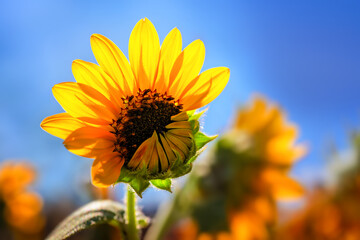 sunflower with petals opening on blue sky background