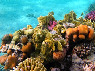 Healthy marine life, reef and fish in the tropical ocean. Underwater photography from snorkeling, fish and corals in the water. Ecosystem in the sea, coral seascape.