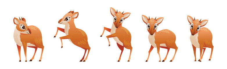 Brown Dik-dik as African Small Antelope with Horns in Different Pose Vector Set