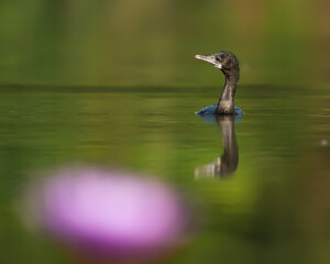 Little Cormorant in water