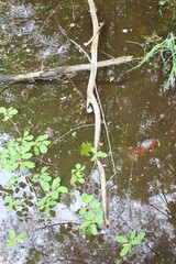 tree in the water