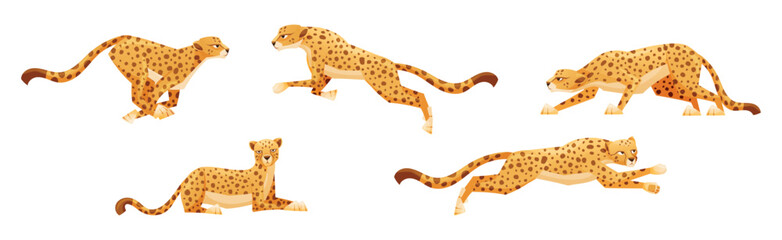 Cheetah as African Large Cat with Long Tail and Black Spots on Coat Vector Set © Happypictures