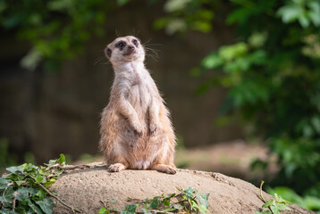Cute Meerkat on the lookout on a rock.