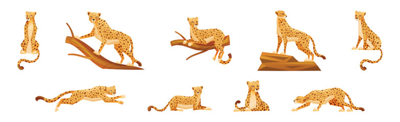 Cheetah as African Large Cat with Long Tail and Black Spots on Coat Vector Set