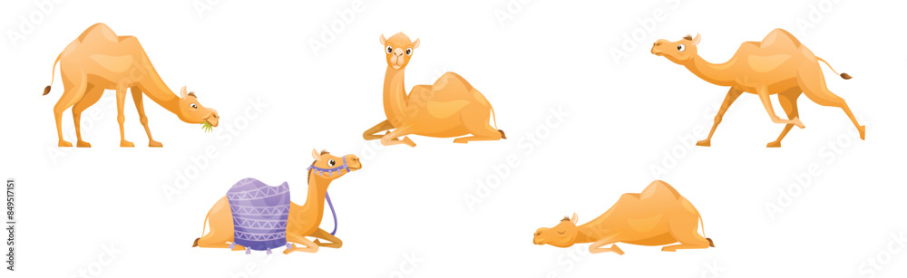 Wall mural Brown Camel as Even-toed Ungulate Desert Animal in Different Pose Vector Set