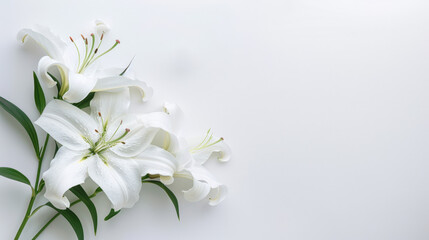 White lilies with green leaves lying on a white background symbolizing condolences, sympathy, and peace