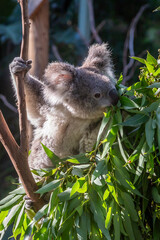 Exposure of a Koala (Phascolarctos Cinereus) sitting on tree branch eating eucalyptus leaves