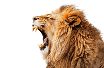 Angry Lion roar, king of the jungle