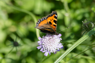 Small Tortoiseshell Butterfly (Aglais urticae) sitting on a small scabious in Zurich, Switzerland