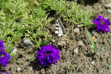 Old World Swallowtail or common yellow swallowtail (Papilio machaon) sitting on violet flowers in Zurich, Switzerland