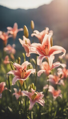 Obraz premium Vibrant Lilies Blooming in Sunlit Valley