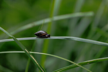 A amber snail crawls on a leaf of grass from left to right