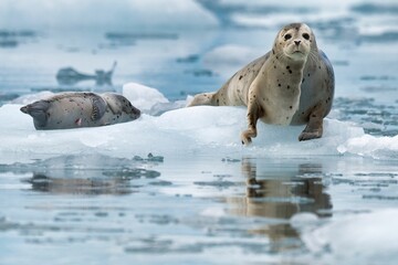 Harbor seals amongst glacier ice flow in Kenai-Fjords National Park,Alaska