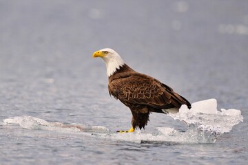 Majestic bald eagle perched on a floating ice piece in a serene body of water