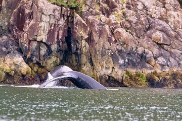 Humpback whale tail emerging from the water near a rocky shoreline