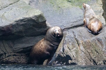 Obraz premium Steller seals resting on rocks by the water in their natural habitat
