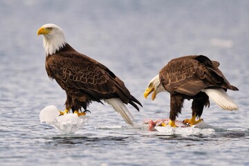 Bald eagles standing on ice in the water, one eating a fish
