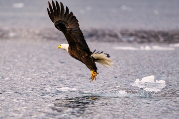 Bald eagle in flight over a body of water with its talons extended, creating splashes