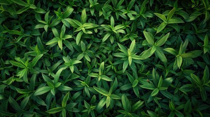 Obraz premium Background of green grass