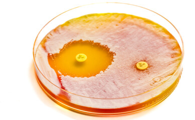 Petri dish with antibiotic samples resistance test
