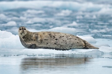 Seal resting on an ice floe in a cold, icy ocean environment