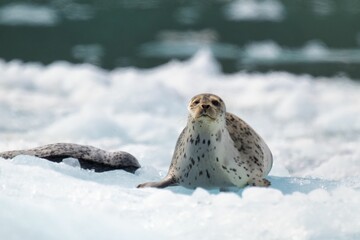 Group of harbor seals resting on ice in their natural habitat with a blurred water background