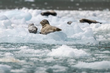 Group of harbor seals resting on ice in their natural habitat with a blurred water background