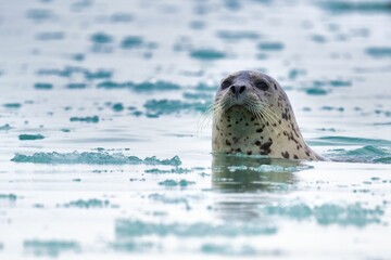 Close-up of a harbor seal swimming in icy waters, with a blurred background of floating ice © Wirestock