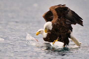 Bald eagles perched on ice in the middle of a body of water
