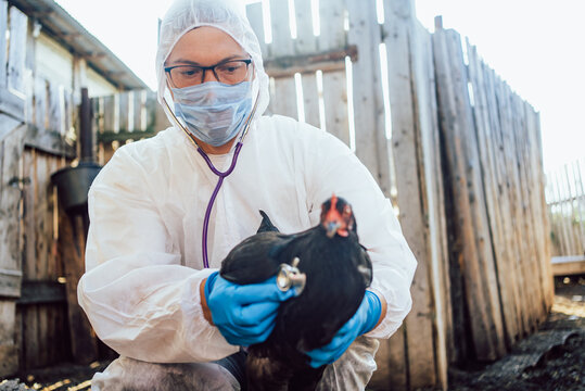 Veterinarian in protective gear examines black chicken using stethoscope in outdoor farm setting. Veterinarian man is wearing face mask, gloves, and white suit for biosecurity.
