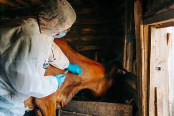 Veterinarian in protective clothing is administering an injection to cow in barn. Veterinarian is...