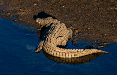 A Nile crocodile photographed at sunset in the Kruger National Park, South Africa.