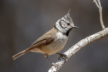 European crested tit (Lophophanes cristatus) perched on a branch