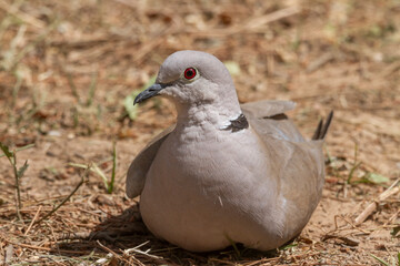 Eurasian collared dove (Streptopelia decaocto) perched on the ground