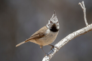 European crested tit (Lophophanes cristatus) perched on a branch