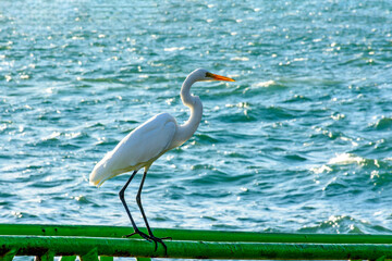 White heron perched in front of the sea in Ilhabela on a sunny day
